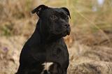 STAFFIE 322